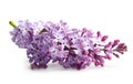 Spring flower twig purple lilac Royalty Free Stock Photo