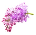 Spring flower twig purple lilac