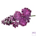 Spring flower, twig purple lilac. Syringa vulgaris. Buds and lush inflorescences of lilacs. Vector