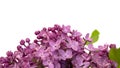 Spring flower, twig purple lilac. Syringa vulgaris. Close up of lilac flowers isolated on white background Royalty Free Stock Photo