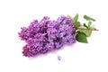 Spring flower, twig purple lilac Royalty Free Stock Photo