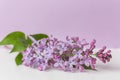 Spring flower, twig purple lilac on white and purple background. Selected focus. Syringa vulgaris Royalty Free Stock Photo