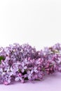 Spring flower, twig purple lilac on white and purple background. Selected focus. Vetical. Syringa vulgaris Royalty Free Stock Photo