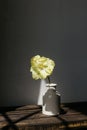 Spring flower in vase rustic still life. Beautiful yellow tulip on aged wooden bench on background of grey wall in sunlight. Royalty Free Stock Photo