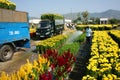 Spring flower, Vietnam Tet, Asian farmer