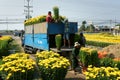 Spring flower, Vietnam Tet, Asian farmer