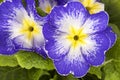 Spring flower of violet Primula vulgaris