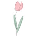 Spring flower on white background, tulip vector