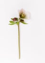 Spring flower, White green flower Helleborus niger isolated on white background Royalty Free Stock Photo