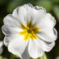 Spring flower of white Primula vulgaris in the garden Royalty Free Stock Photo