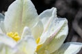 Spring flower white tulip with wet petals  and yellow core on black background. Botanical Royalty Free Stock Photo