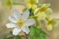 Spring flower wood anemone - Anemonoides nemorosa