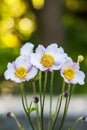 Spring flower wood white anemone - anemone` nemorosa. Close up