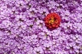 Spring Flowerbed Background Royalty Free Stock Photo