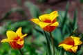 Spring flowerbed with blooming tulips. Selective focus. Background with copy space for text Royalty Free Stock Photo