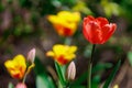 Spring flowerbed with blooming tulips. Selective focus. Background with copy space for text Royalty Free Stock Photo