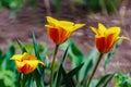 Spring flowerbed with blooming tulips. Selective focus. Background with copy space for text Royalty Free Stock Photo