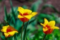 Spring flowerbed with blooming tulips. Selective focus. Background with copy space for text Royalty Free Stock Photo