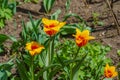 Spring flowerbed with blooming tulips. Selective focus. Background with copy space for text Royalty Free Stock Photo