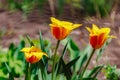 Spring flowerbed with blooming tulips. Selective focus. Background with copy space for text Royalty Free Stock Photo