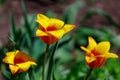 Spring flowerbed with blooming tulips. Selective focus. Background with copy space for text Royalty Free Stock Photo