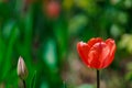 Spring flowerbed with blooming tulips. Selective focus. Background with copy space for text Royalty Free Stock Photo