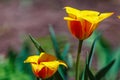 Spring flowerbed with blooming tulips. Selective focus. Background with copy space for text Royalty Free Stock Photo