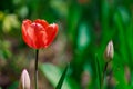 Spring flowerbed with blooming tulips. Selective focus. Background with copy space for text Royalty Free Stock Photo