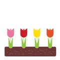 Spring flowerbed with colorful tulips and green leaves in soil,