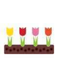 Spring flowerbed with colorful tulips and green leaves in soil,