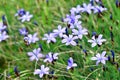 Spring flowering of Aphyllanthes monspeliensis