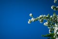 Spring Flowering Apple Blossom Branch. Apple Royalty Free Stock Photo