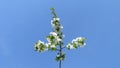 Spring flowering apple tree on a background of blue sky Royalty Free Stock Photo