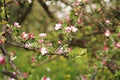 Spring flowering apple tree. Branch pink flowers apple tree - spring garden Royalty Free Stock Photo