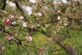 Spring flowering apple tree. Branch pink flowers apple tree - spring garden Royalty Free Stock Photo