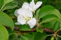 spring flowering apple tree branch with white flowers with green leaves close-up. soft focus background. Royalty Free Stock Photo