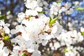 Spring flowering apricot tree branch against the blue sky Royalty Free Stock Photo