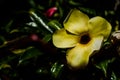 Spring Flowering Bermuda Buttercup or yellow buttercup allamanda flower blossom close up shot Royalty Free Stock Photo