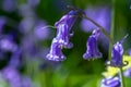 spring flowering bluebell Royalty Free Stock Photo