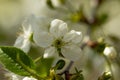 A spring Flowering branch against the blue sky backgrounds Royalty Free Stock Photo