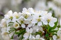 A spring Flowering branch against the blue sky backgrounds Royalty Free Stock Photo