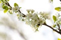 A spring Flowering branch against the blue sky backgrounds Royalty Free Stock Photo