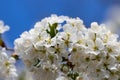 A spring Flowering branch against the blue sky backgrounds Royalty Free Stock Photo