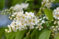 A spring Flowering branch against the blue sky backgrounds Royalty Free Stock Photo