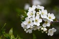 A spring Flowering branch against the blue sky backgrounds Royalty Free Stock Photo