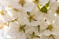 A spring Flowering branch against the blue sky backgrounds