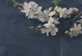 Spring flowering branch on black crumpled paper.