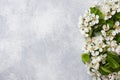 Spring flowering branch on grey concrete background. Apple blossoms Copy space Royalty Free Stock Photo