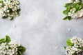 Spring flowering branch on grey concrete background. Apple blossoms Copy space Royalty Free Stock Photo