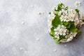 Spring flowering branch on grey concrete background. Apple blossoms Copy space Royalty Free Stock Photo